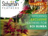 Boi Bumba – A Folk Theatrical Tradition of Brazil
