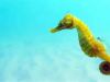 Seahorse