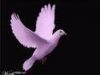 Purple Dove