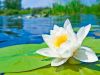 The Water Lily