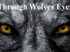 Through Wolves Eyes