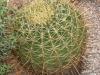 I Fluff Your Cushion of Cactus Thorns