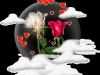 Loves rose