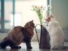 Things You Should Know Before Bring a New Cat