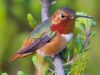 Hummingbird Surprises