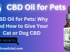 CBD Oil for Pets: Why and How to Give Your Cat or Dog CBD