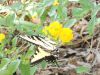 Yellow Swallowtail Flashes