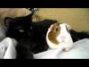 The Black Cat and the Guinea Pig