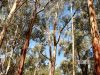 Gum trees 