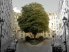 Tree In The Middle Of The Street