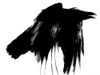 A Dapper Crow of Blackest Coat