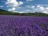 Lavender Perfume