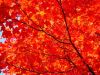 A Red Autumn Leaf