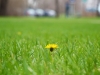 The Blossom Flower