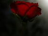 Scarlet Roses, Here to Lie