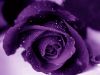 The Purple Rose