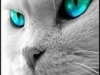 Cats Eyes