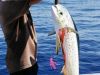 Reef Fishing in the Florida Keys: Good Sport and Good Eating