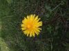 Daisies and Dandelions