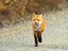 14 Red Foxes