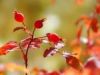 Rose Hips in the Morning Light