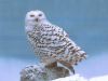Winter's Owls