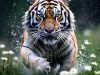 Tiger Of Love