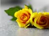 Gift Of A Yellow Rose