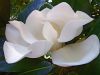 (A Man of High Stature) Under The Magnolia Tree