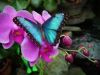 Sweet Soulful Butterfly