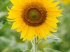 Sunflowers ~