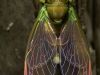 Cicada thoughts