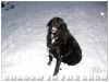  Shadow in the Snow... A true story of unconditional love...