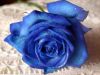 Painted Blue Rose