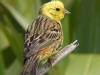 The Yellowhammer.