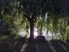 Weeping Willow