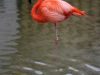 Bad Poetry Flamingo