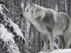 White Wolf