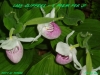 Ode to Lady Slippers