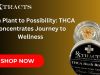 From Plant to Possibility: THCA Concentrates Journey to Wellness