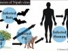 NIPAH VIRUS (NiV) Natural Cure