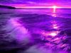 The Purple Sea