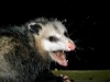 Possum in a pitch blender