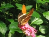 Beautiful Butterfly; Musky Moth