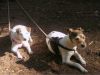 Jack Russell Terriers 