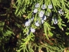 Beneath a Bough of Cedar