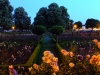 A Night in the Rose Garden