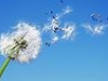 Dandelion Dance