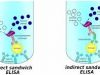 Global Enzyme Linked Immunosorbent Assay (ELISA) Testing Market: Detailed Analysis by Latest Trends,