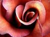 I am a Rose!! &hearts;